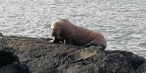 Θαλάσσιος ίππος