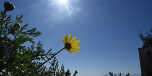 Λουλούδι στον ήλιο
