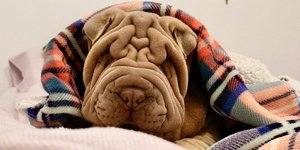 Αυτός είναι ο Χάρβεϊ, ένας γλυκύτατος σκύλος