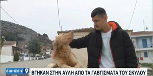 σκύλος