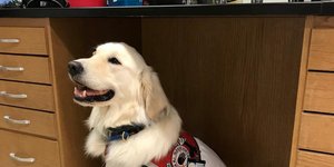 Σκύλος υπηρεσίας