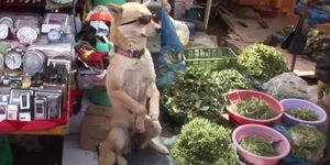 σκύλος πουλά