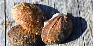 Τα θαλασσινά με το όνομα ormer 