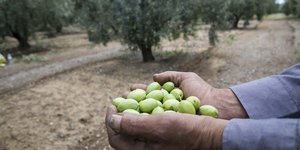 χερια ελιες