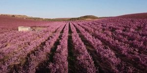 Οι αγροί βάφτηκαν ροζ στην επαρχία της Καταλονίας στην Ισπανία