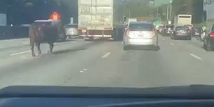 Αγελάδα στη μέση αυτοκινητόδρομου στην Ατλάντα