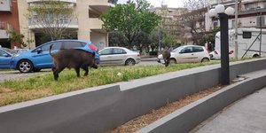 Αγριογούρουνο σε δρόμο της Θεσσαλονίκης