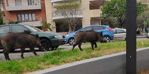 Αγριογούρουνα στη Χαριλάου στη Θεσσαλονίκη