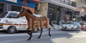 Αλογο στους δρόμους της Λάρισας
