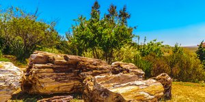 Το απολιθωμένο δάσος της Λέσβου