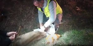 Διάσωση ζαρκαδιού