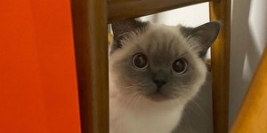 Η απίθανη γάτα