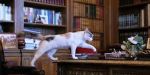 Η γάτα Καλυψώ της Κατερίνας Σακελλαροπούλου