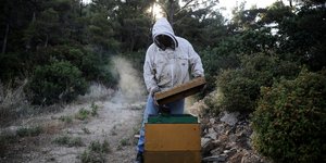 Μελισσοκομία