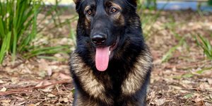 Ο πρώην αστυνομικός σκύλος, Δάντης