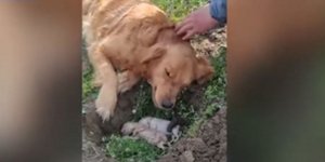Μητέρα σκύλος έθαψε τα νεκρά κουτάβια της
