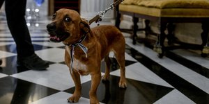 σκύλος Πίνατ