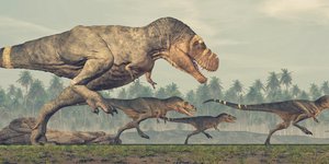 τυραννοσαυροι αγελη