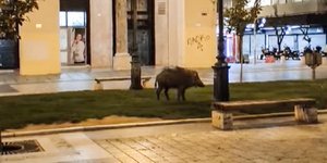 Αγριογούρουνο βγήκε για βόλτα στην Αριστοτέλους