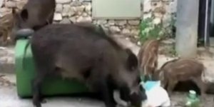 Αγριογούρουνα