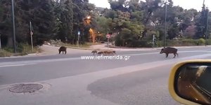 Οικογένεια από αγριογούρουνα κόβει βόλτες στην Εκάλη