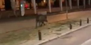 Το αγριογούρουνο που κόβει βόλτες στη Θεσσαλονίκη