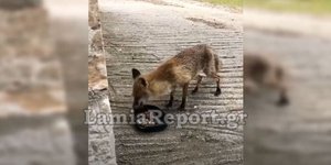 Η αλεπού στην περιοχή Γλύφα στην Φθιώτιδα
