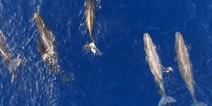 Μοναδικές εικόνες από drone: Φάλαινες, δελφίνια και φυσητήρες ταΐζουν τα μικρά τους – Δείτε το βίντεο