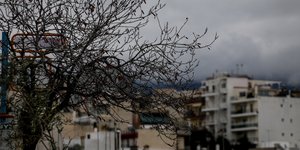 δεντρο πολυκατοικιες