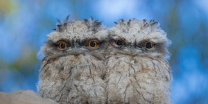 δύο μωρά πουλιά frogmouth