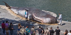 Γλυπτό που αποτυπώνει μια νεκρή φάλαινα στις όχθες του Σηκουάνα