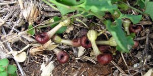 φυτο εγκλωβιζει εντομα 