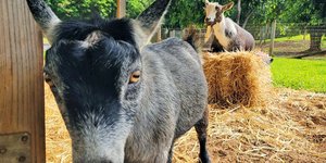 Η κατσίκα Bitcoin του Μαρκ Ζούκερμπεργκ