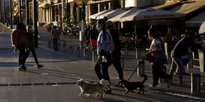 κυπρος σκυλια βολτα