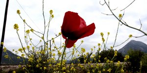 παπαρούνα ανάμεσα σε κίτρινα λουλούδια