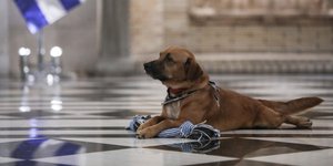 Πίνατ, ο σκύλος του Μεγάρου Μαξίμου