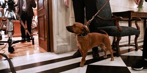 Ο σκύλος Πίνατ στο Μέγαρο Μαξίμου