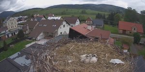 Τσεχία: Ένα χωριό βοηθά να μεγαλώσουν τέσσερις μικροί πελαργοί, μετά τον θάνατο της μητέρας τους