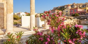 πικροδαφνη