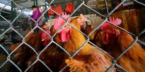 Υπαίθρια αγορά πουλερικών στη Σαγκάη της Κίνας