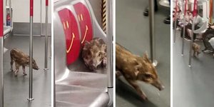 Το αγριογούρουνο κόβει βόλτες σε συρμό του μετρό στο Χονγκ Κονγκ