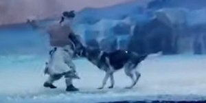 Λύκοι κυνηγούν ηθοποιούς σε live παράσταση στην Κίνα 