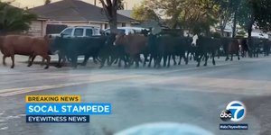 Αγελάδες στο δρόμο
