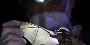 Eξέταση νυχτερίδας