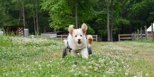 σκύλος με αμαξίδιο