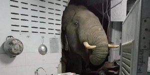 Ελέφαντας εισέβαλε στην κουζίνα σπιτιού στην Ταϊλάνδη