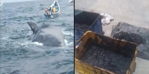 Μια νεκρή φάλαινα αποδείχθηκε φλέβα χρυσού για ψαράδες από την Υεμένη.