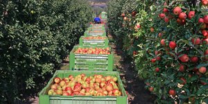 κλουβες φρουτα 