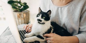 γάτα πάνω σε laptop