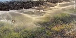 Ιστοί από αράχνες έχουν καλύψει την ύπαιθρο στην Αυστραλία